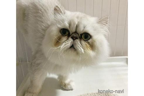 販売中のペルシャの親猫